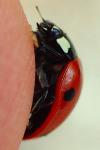 Coccinella septempunctata