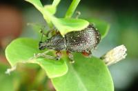 Otiorhynchus stricticollis