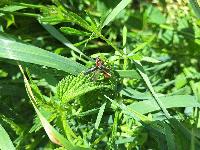 Cantharis rustica