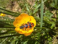 Trichodes alvearius