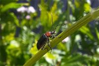 Dinoptera collaris