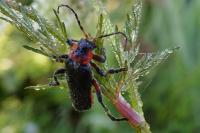 Cantharis fusca