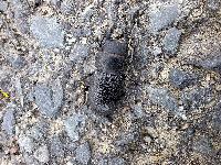 Dorcus parallelipipedus