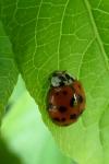 Harmonia axyridis