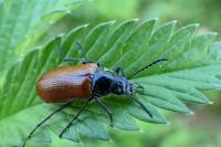 Omophlus lepturoides