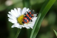 Trichodes alvearius