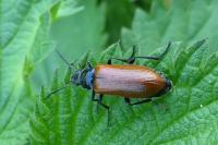 Omophlus lepturoides