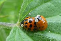 Harmonia axyridis