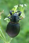 Liparus coronatus