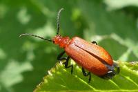 Pyrochroa serraticornis