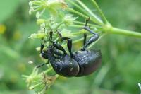 Liparus coronatus