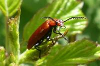 Pyrochroa serraticornis
