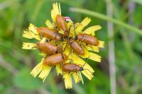 Exosoma lusitanicum