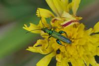 Oedemera nobilis