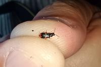 Anthocomus fasciatus