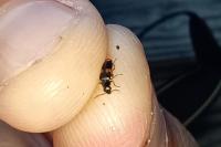 Anthocomus fasciatus
