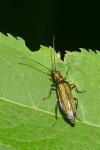 Oedemera nobilis
