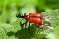 Apoderus coryli