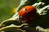 Harmonia axyridis