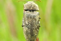 Agrypnus murinus