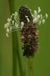Oedemera nobilis
