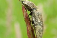 Agrypnus murinus