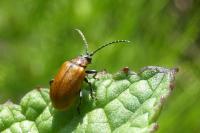 Lochmaea capreae
