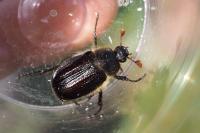 Amphimallon atrum