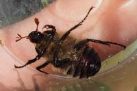 Amphimallon atrum