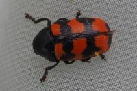Cryptocephalus loreyi