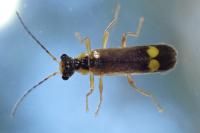 Malthinus seriepunctatus