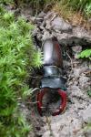 Lucanus cervus cervus