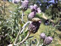 Larinus turbinatus