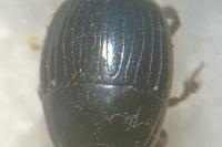 Atholus duodecimstriatus