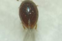 Megasternum concinnum