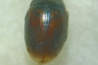 Cercyon melanocephalus