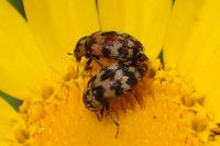 Attagenus trifasciatus