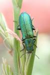 Psilothrix viridicoerulea