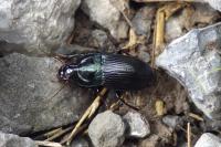 Harpalus dimidiatus