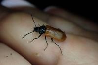 Omophlus lepturoides