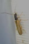 Rhagonycha lignosa