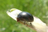 Chrysolina bankii