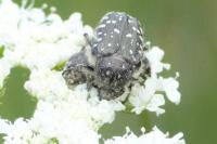 Oxythyrea funesta