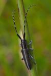 Agapanthia cardui