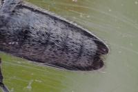 Agapanthia cardui