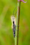 Agapanthia cardui