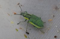 Chlorophanus viridis