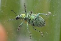 Chlorophanus viridis