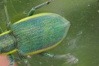 Chlorophanus viridis