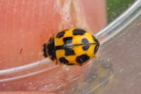 Propylea quatuordecimpunctata